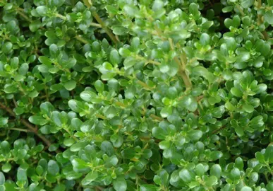 Coprosma Middlemore Information.