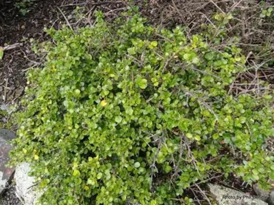 Coprosma neglecta Information.