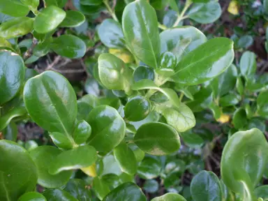 Coprosma Repens Information.