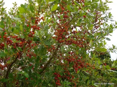 Are Coprosma Robusta Berries Edible?