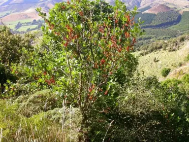 How Big Do Coprosma Robusta Get?