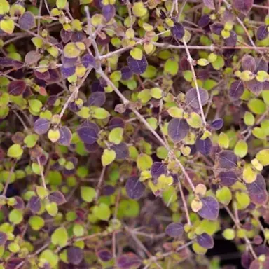 Coprosma rotundifolia Information.