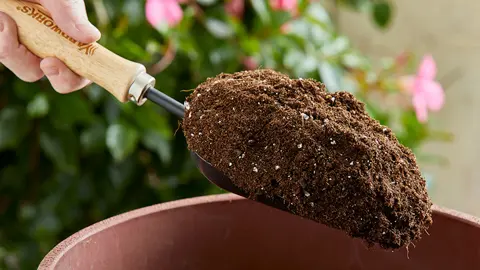 What Is The Best Soil For Coprosmas Grown In A Pot?