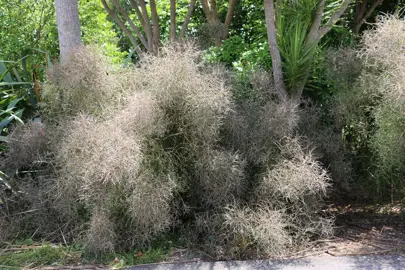 Coprosma virescens Information.