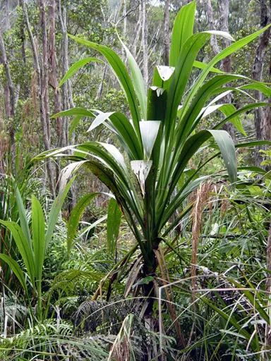 Cordyline Banksii Information.