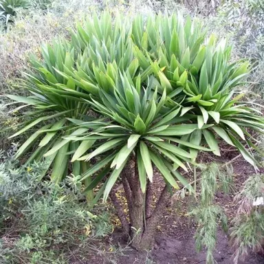 What Is The Difference Between Cordyline And Phormium?