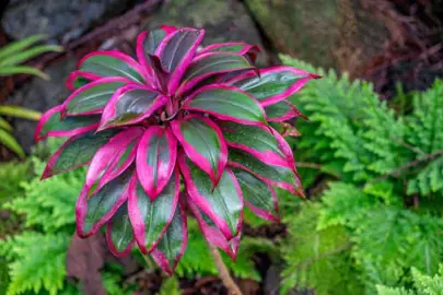 Cordyline In The Plant Company’s Database.