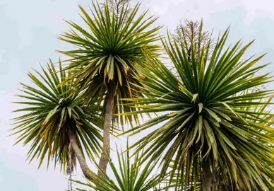 Will Cordyline Grow If It Was Cut Back?