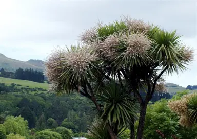 Do Cordylines Grow Fast?