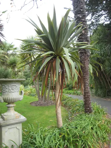 Cordyline Indivisa Information.