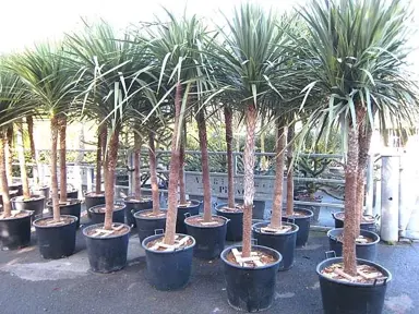 Is Cordyline Low Maintenance?