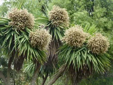 Are Cordylines Native To NZ?