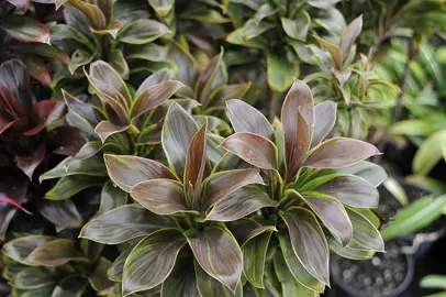 Cordyline Terminalis.