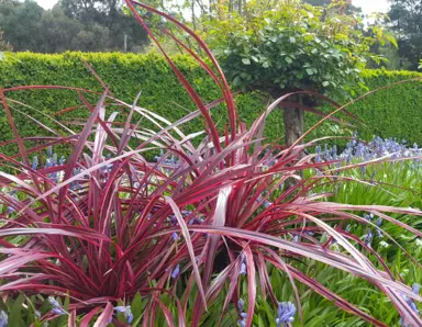 Are There Different Types Of Cordyline Plants?