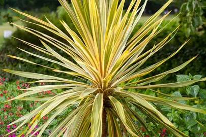 What Are Some Popular Cordyline Varieties In NZ?