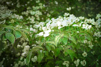 Ecological Benefits.