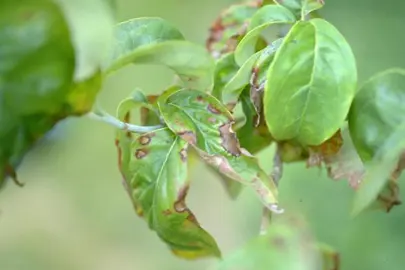 Pest and Disease Management.