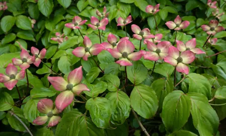 Planting Tips.