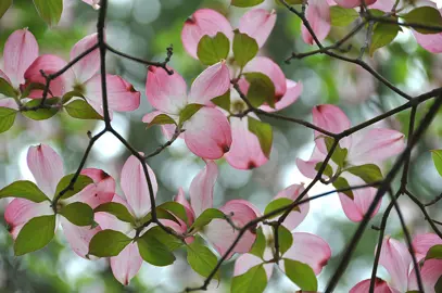 Pruning.