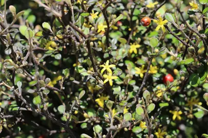 What Are The Characteristics Of Corokia Cotoneaster In NZ?