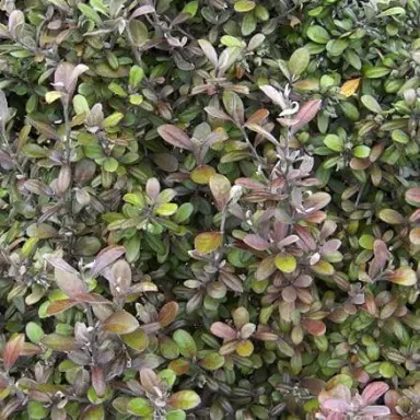 Corokia Frosted Chocolate Information.