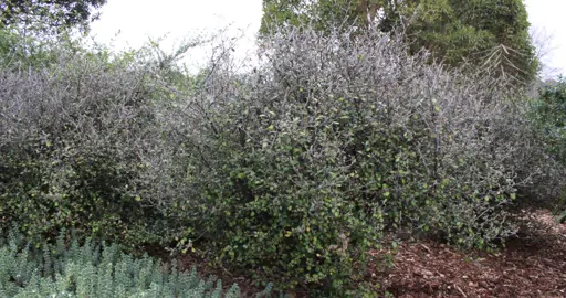 How Fast Do Corokia Grow?