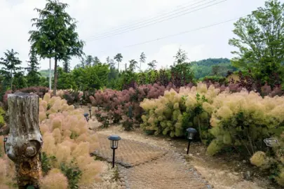 Cotinus Drought Tolerance.