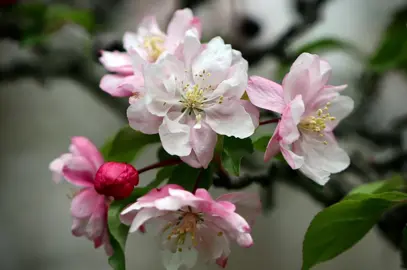 Crabapple (Malus species).