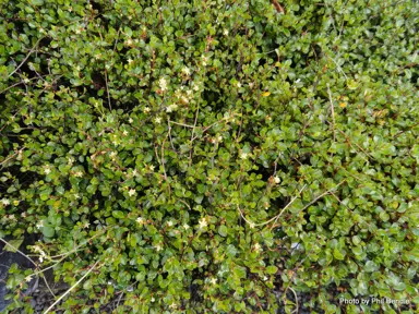 What Is Creeping Pohuehue and Creeping Wire Vine?