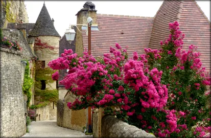 Crepe Myrtles (Lagerstroemia).