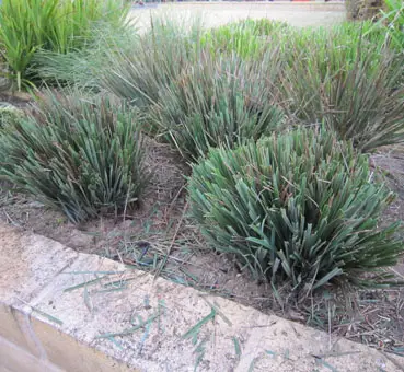 Should You Cut Back Dianella?