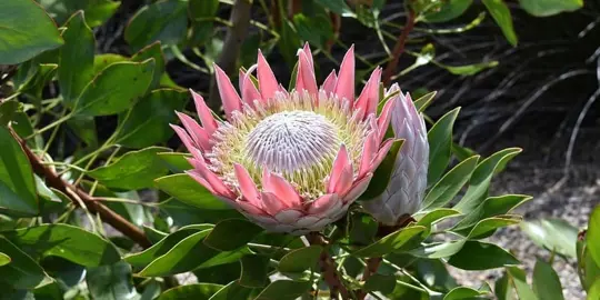 Should You Cut Dead Flowers Off Proteas?