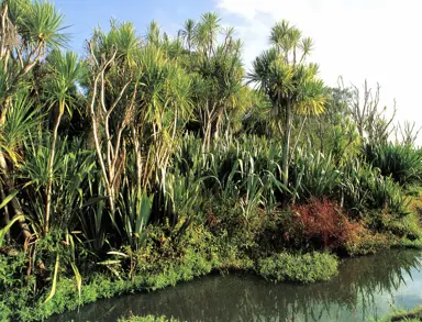Can I Cut Down A Cabbage Tree In Christchurch?