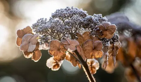 Should I Cut Off Dead Hydrangea Flowers?