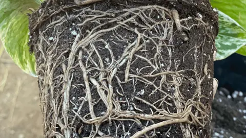 Should I Cut The Roots Before Planting?