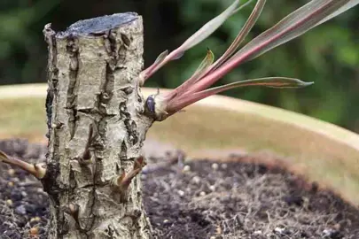 What Happens If You Cut The Top Off A Cordyline?