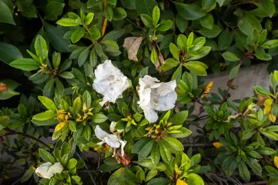 Should I Cut Off Dead Azalea Flowers?