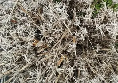 Can A Dead Lavender Grow Back? .
