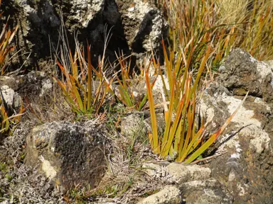 Dead Tips On Libertia Leaves.