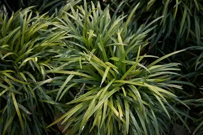 Dead Tips On Liriope Leaves.