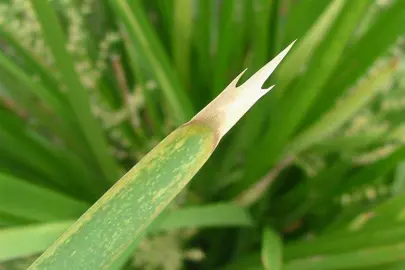 Why Are There Dead Tips On The Lomandra Leaves?