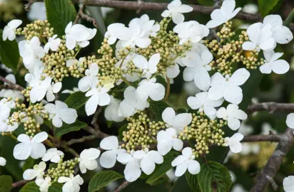 Deciduous Viburnum.