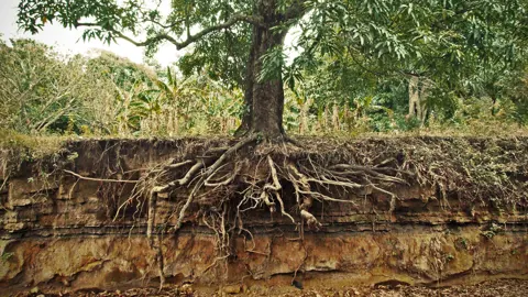 Deep Rooted Plants For Erosion Control.
