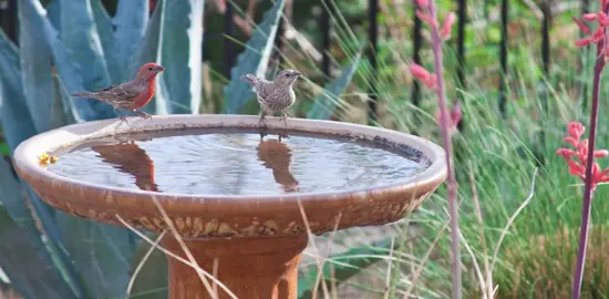 Designing A Garden To Attract Birds.