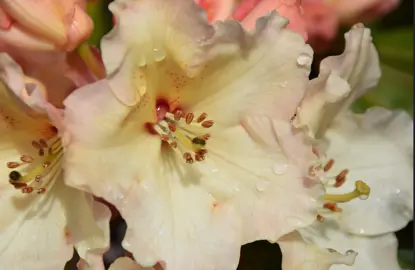Designing a Rhododendron Garden.