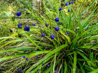 Dianella Nigra Information.