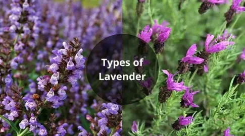 What Is The Difference Between French, English, And Spanish Lavender? .