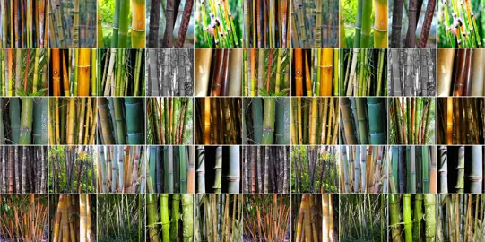 What Are The Different Types Of Bamboo?