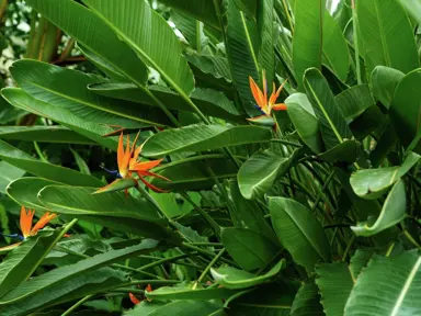 Can You Divide Bird Of Paradise Plants?