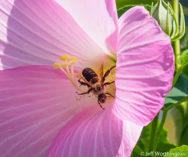 Do Bees Like Hibiscus Flowers?